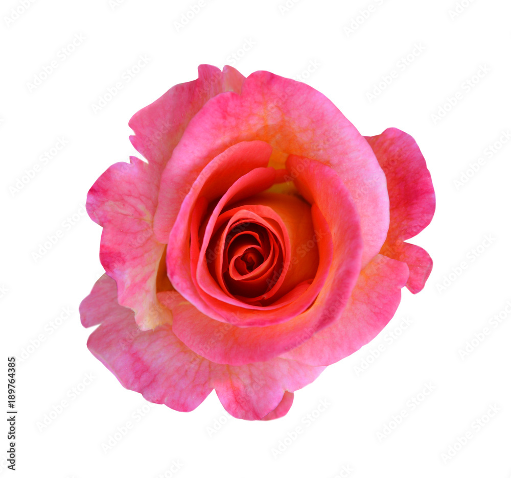 A pink rose flower