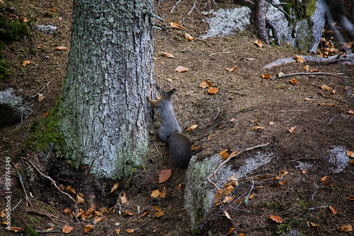 Grey squirrel under the tree. Czech Republic.