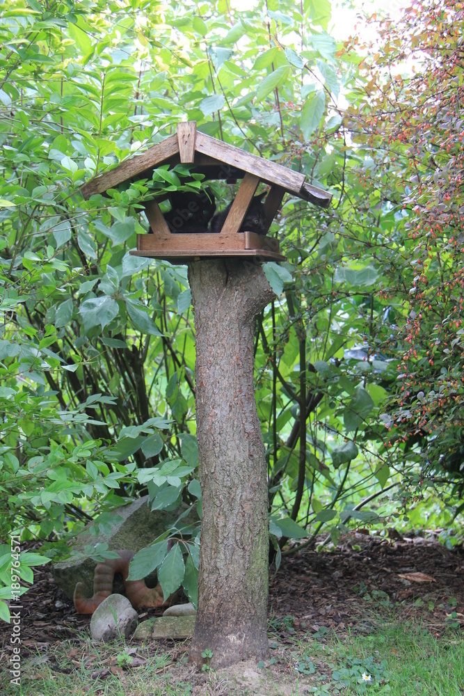 Alternative use of feeder for birds. Kitten sleeping in the feeder. Czech Republic Alternative use of feeder for birds. Kitten sleeping in the feeder. Czech Republic