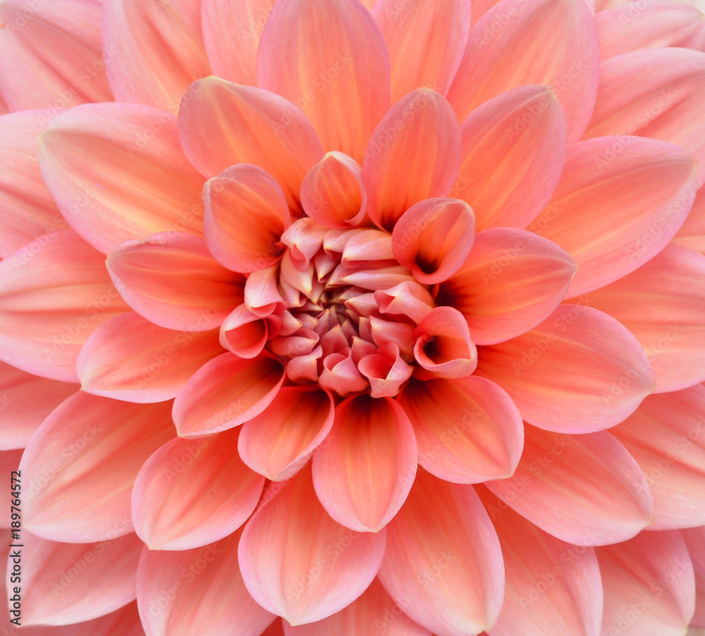 Fototapeta premium Macro image of a dahlia flower