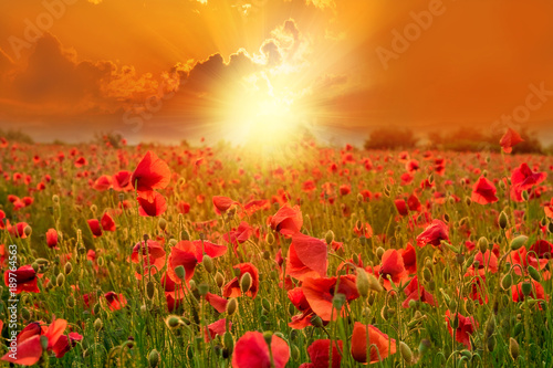 Beautiful wallpaper with poppies on a land illuminated by sunset light in summer season