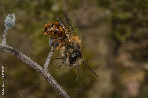 Male Red Mason Bee (Osmia bicornis)