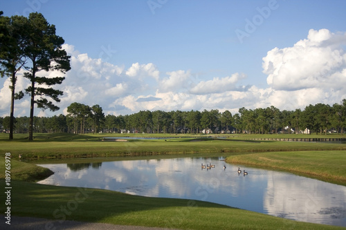 Beautiful summer morning landscape with southern golf course. Scenic view with cloudy blue sky over the pond between green grass lawn and Canadian geese. South Carolina, Myrtle Beach area.