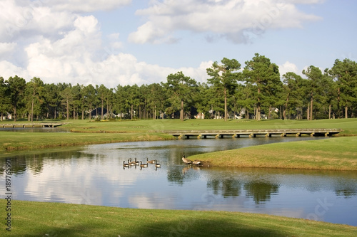 Beautiful summer morning landscape with southern golf course. Scenic view with cloudy blue sky over the pond between green grass lawn and Canadian geese. South Carolina, Myrtle Beach area.