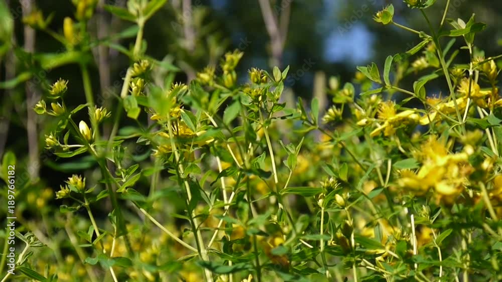 St. John's wort, medicinal plant with flower in the field. St. John's wort, medicinal plant with flower in the field.
