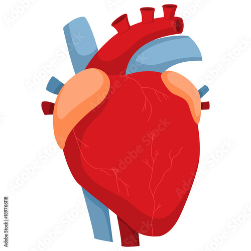 Human heart with arteries and valves. Vector cartoon illustration of anatomy internal organ isolated on white background.