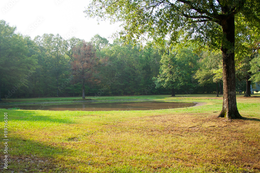 Pond in field