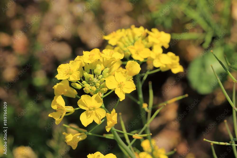 Yellow flower Rape blossoms Yellow flower Rape blossoms