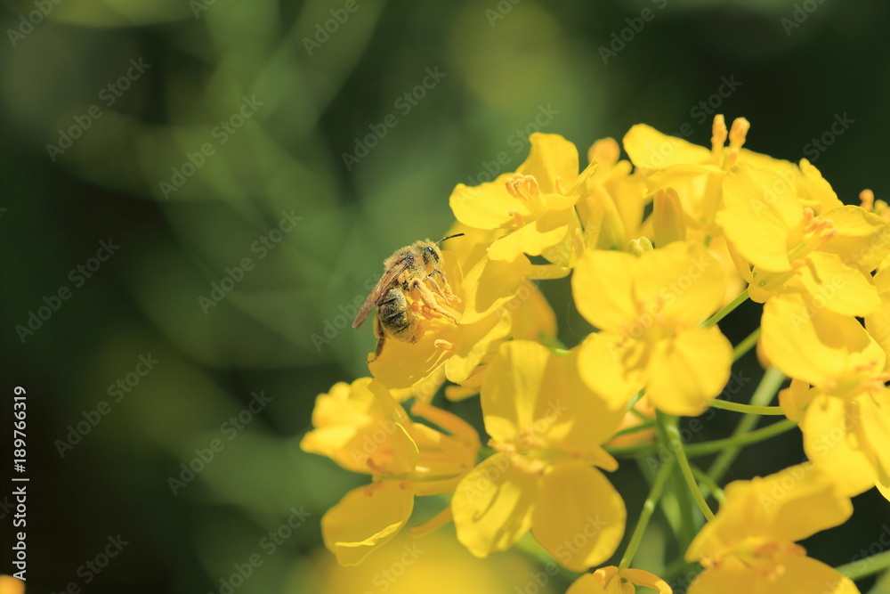 Yellow flower Rape blossoms Yellow flower Rape blossoms
