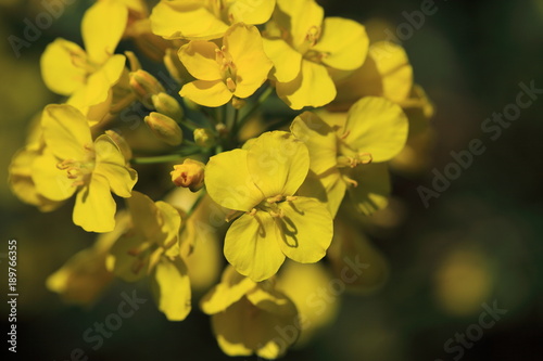 Yellow flower Rape blossoms