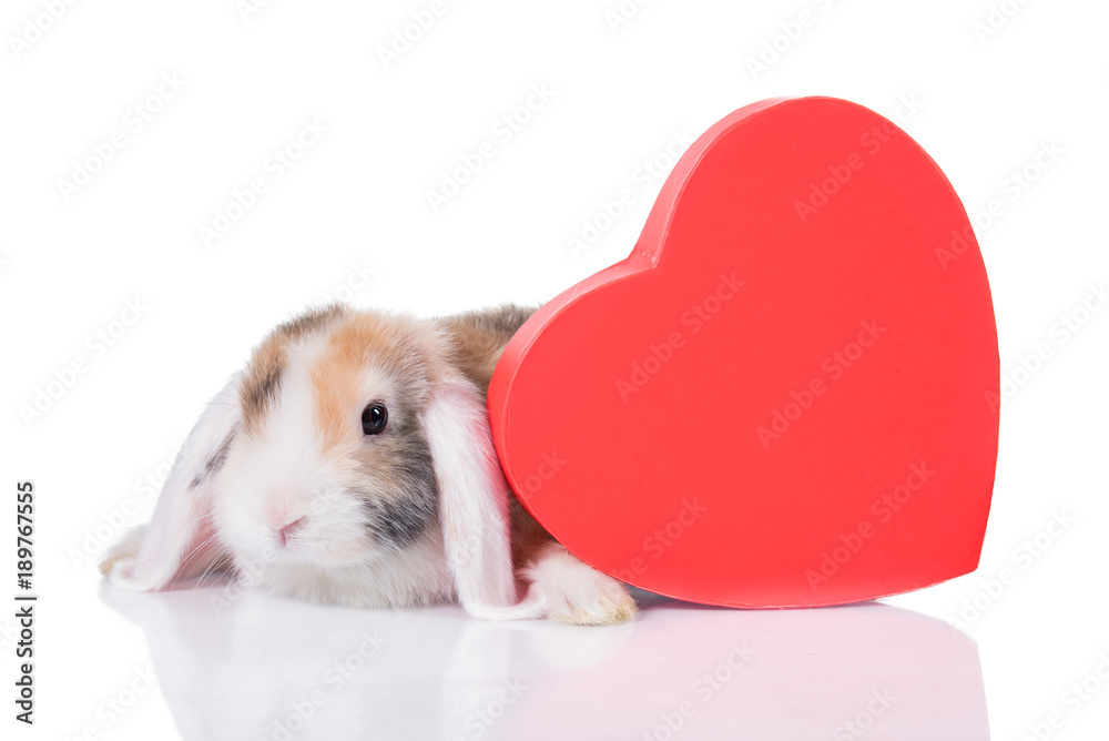 Fototapeta premium Adorable lop eared rabbit hiding behind a heart shaped box, isolated on white 
