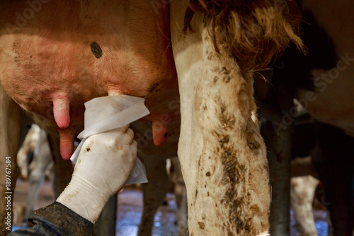 Disinfection of cow's udders before milking photo
