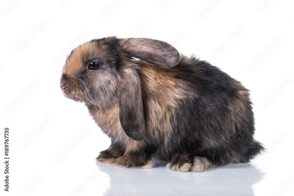 Little funny lop eared rabbit isolated on white Little funny lop eared rabbit isolated on white