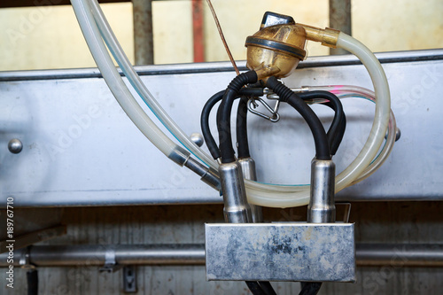 Automatic milker machine in a dairy cow farm © GoodPics