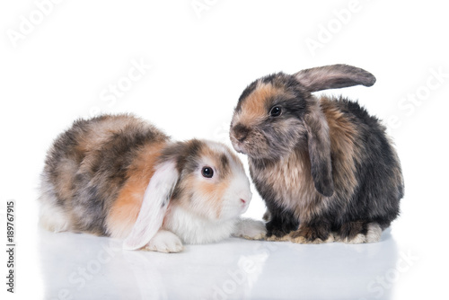 Two little adorable rabbits isolated on white