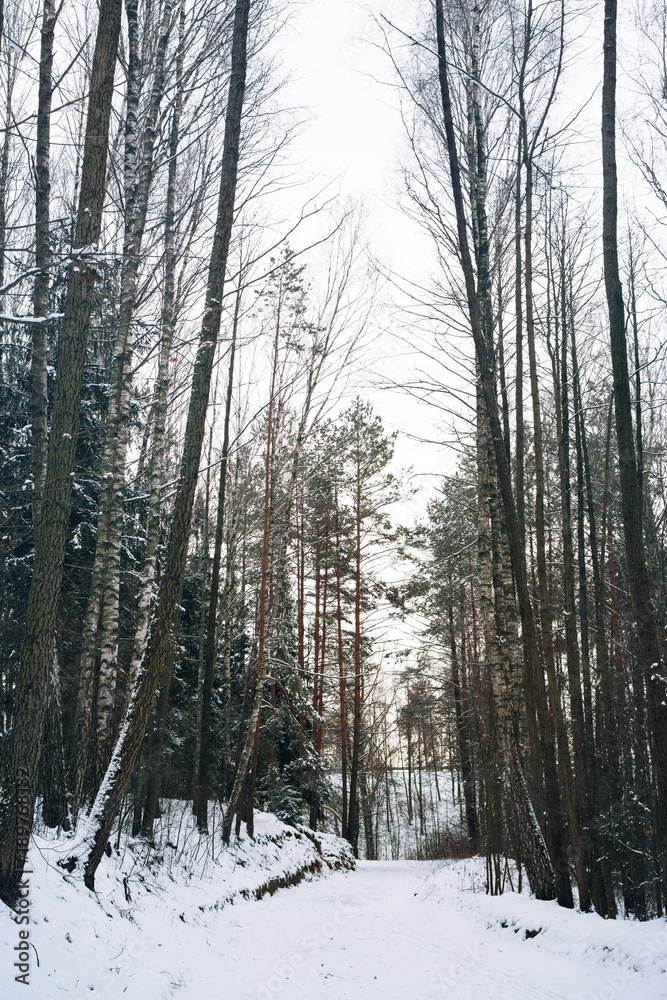 Fototapeta premium Winter landscape in the wood