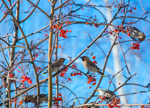 Bohemian Waxwing (Bombycilla garrulus) - feeding on the red ashberry in winter time - Kyiv, Ukraine photo