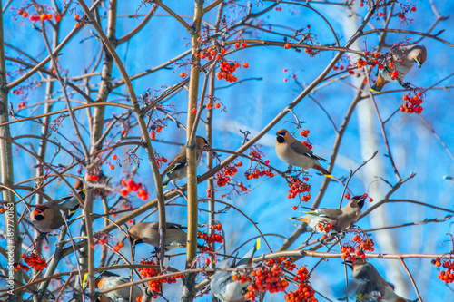 Bohemian Waxwing (Bombycilla garrulus) - feeding on the red ashberry in winter time - Kyiv, Ukraine photo