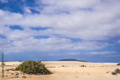 single plant in the dunes of the desert