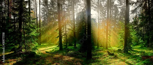 Obraz jesień w iglastym lesie