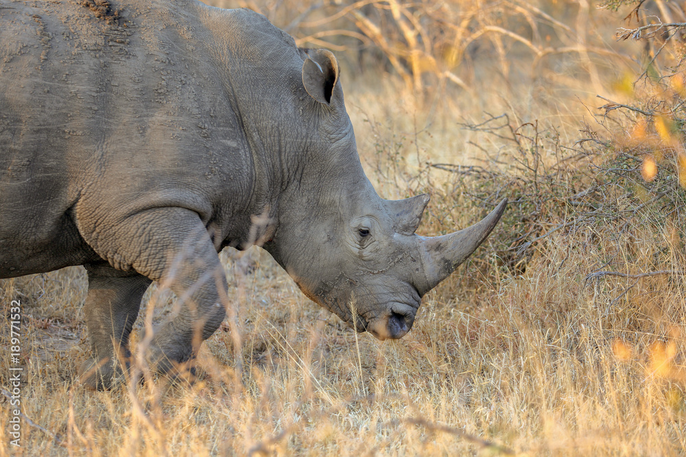 White Rhinoceros White Rhinoceros