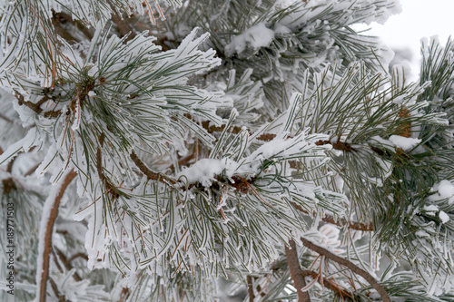 pine trees in early winter