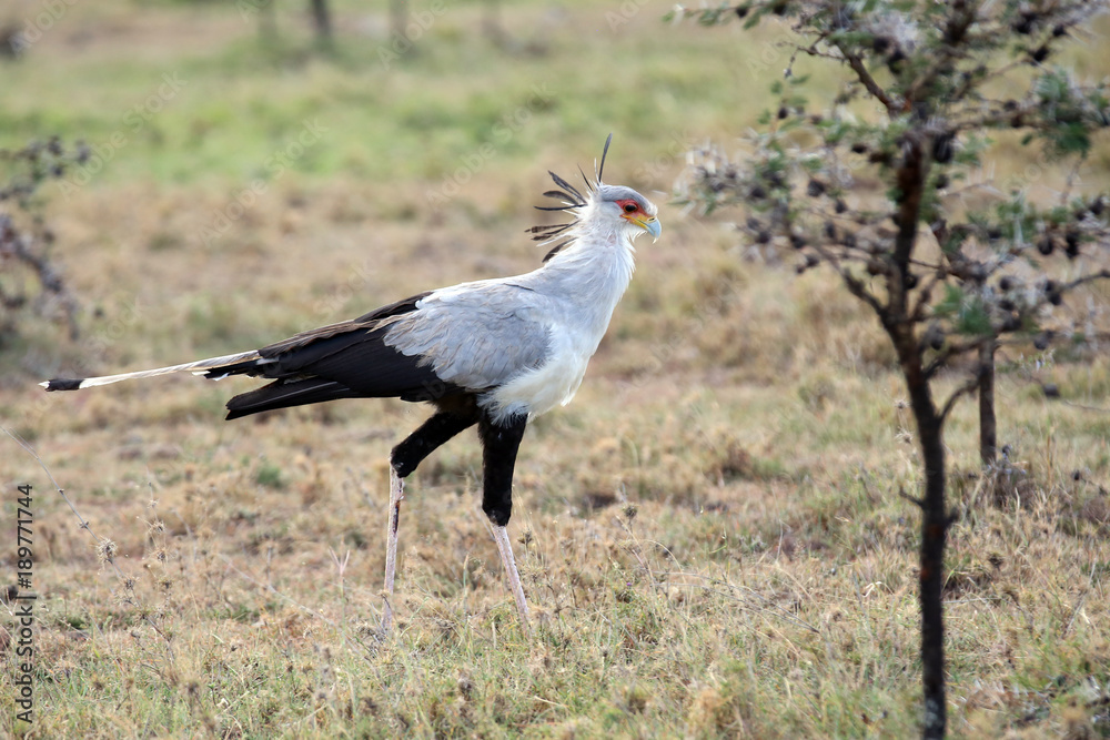 Fototapeta premium Secretary Bird