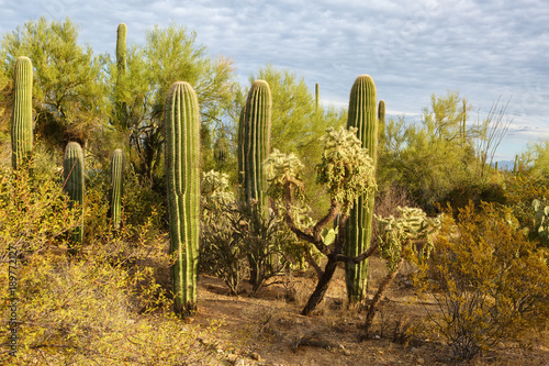 Cactus thickets in Saguaro National Park at sunset, southeastern Arizona, United States.