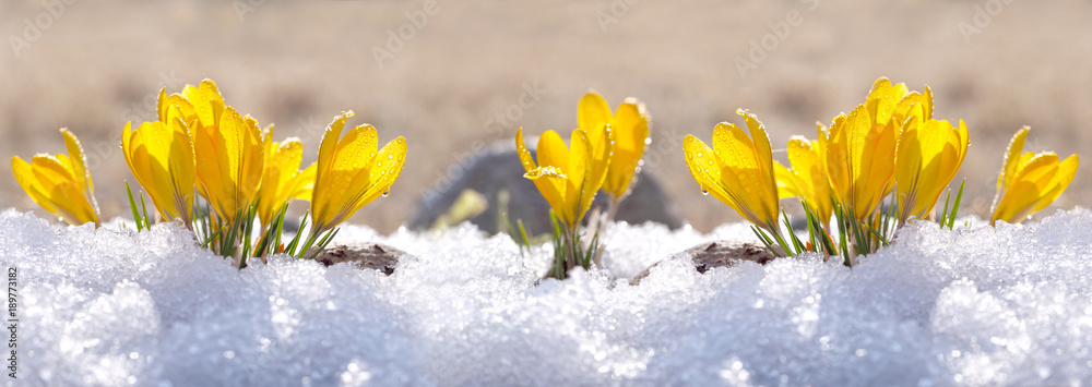 Obraz premium Krokusy żółte rosną w ogrodzie pod śniegiem w słoneczny dzień wiosny. Panorama z pięknymi pierwiosnkami na genialnym tle musującym.