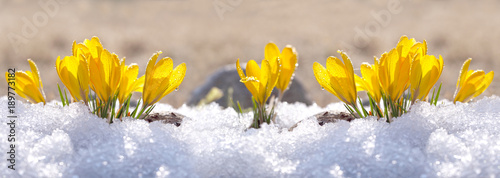 Fotografie, Obraz Crocuses yellow grow in the garden under the snow on a spring sunny day
