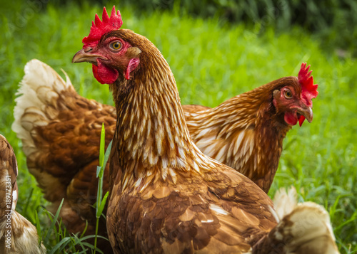 Free range chickens gathering in the shade under the tree