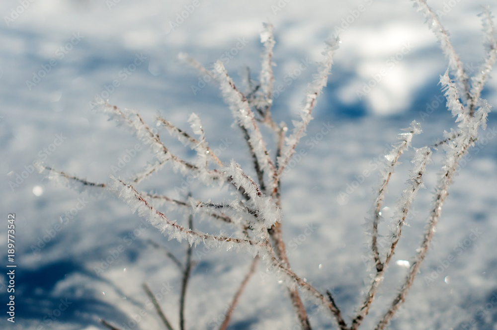 Frozen branches with hoarfrost. Branches covered with hoarfrost on a frosty sunny morning. Frozen branches with hoarfrost. Branches covered with hoarfrost on a frosty sunny morning.