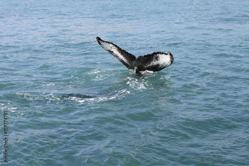 Coda di Balena