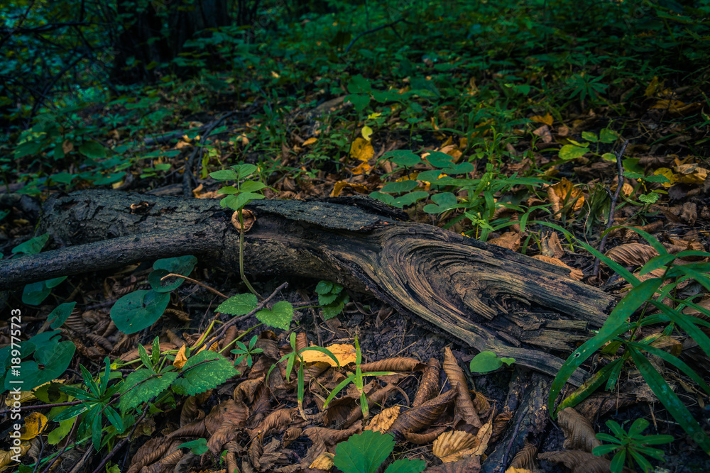 Photo of an autumn morning in forest Photo of an autumn morning in forest