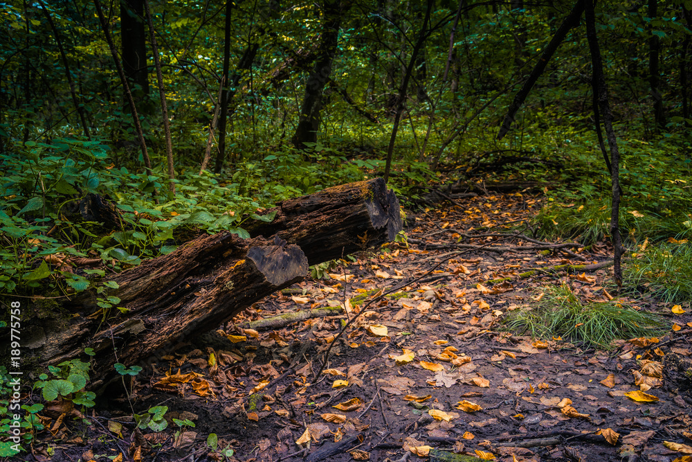 Photo of an autumn morning in forest Photo of an autumn morning in forest