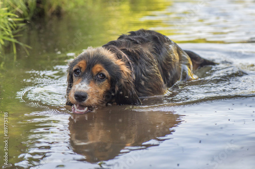 Cocker Spaniel photo