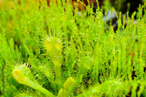 Sundew  drosera  and green moss background