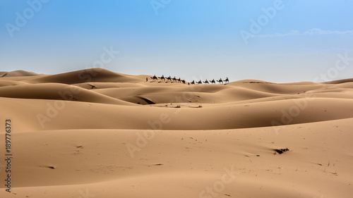 Karawana na pustynii Sahara  Wydmy Erg Chebbi.