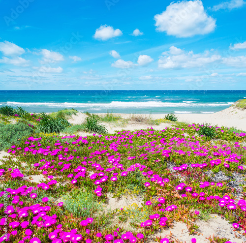 Fototapeta Naklejka Na Ścianę i Meble -  Flowers by the sea in Platamona beach