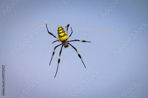 Golden orb silk weaver spider from Cape Verde