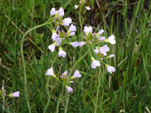 fleurs de printemps