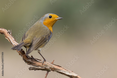 Robin redbreast, Erithacus rubecula, perched on a tree trunk. Spain