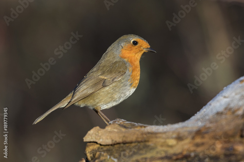 Robin redbreast, Erithacus rubecula, perched on a tree trunk. Spain