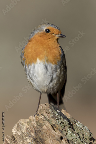 Robin redbreast, Erithacus rubecula, perched on a tree trunk. Spain © J.C.Salvadores