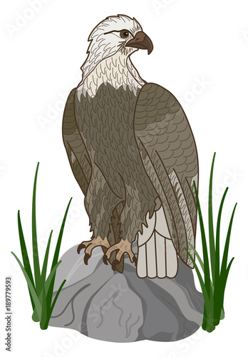 Eagle on the rock