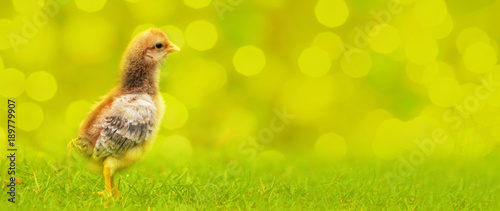 young chicken on a nice green - yellow background with natural blur