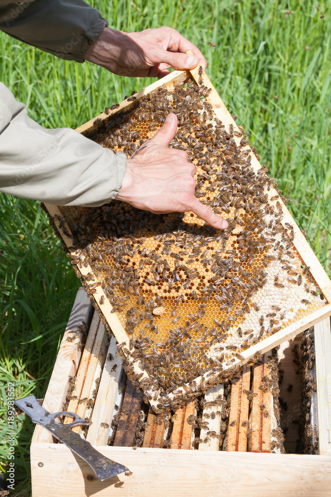 Apiculture et essaimage - recherche cellules royales Apiculture et essaimage - recherche cellules royales