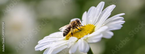Biene auf Margeritenblüte als Banner