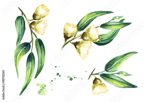Set of eucalyptus cosmetics and medicinal plant with leaves and flowers, isolated on white background. Watercolor hand drawn illustration photo