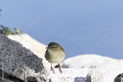 Primer plano de un ave mosquitero común (Phylloscopus collybita)  posado en piedras con fondo azul photo